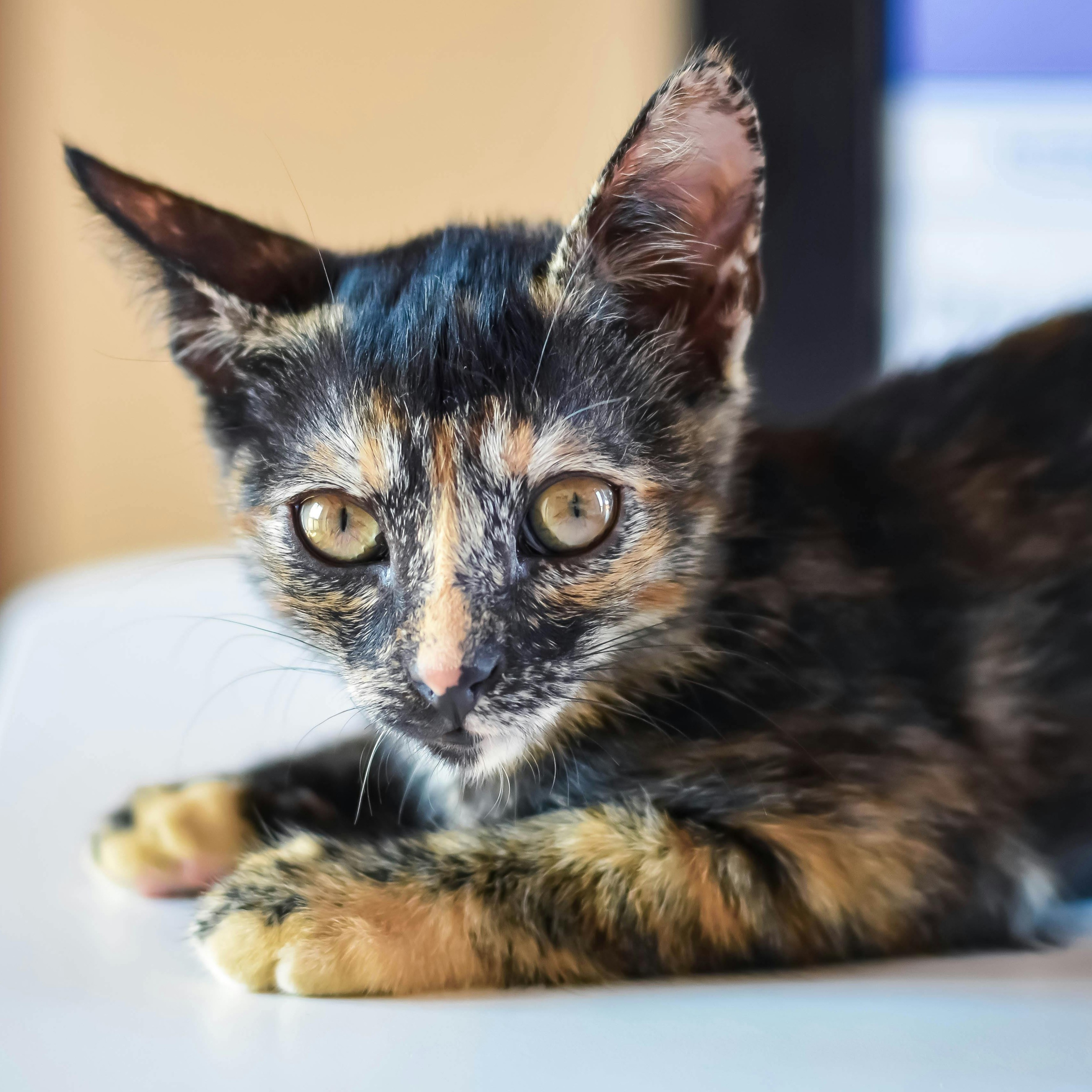 Luna - Gato para adoção