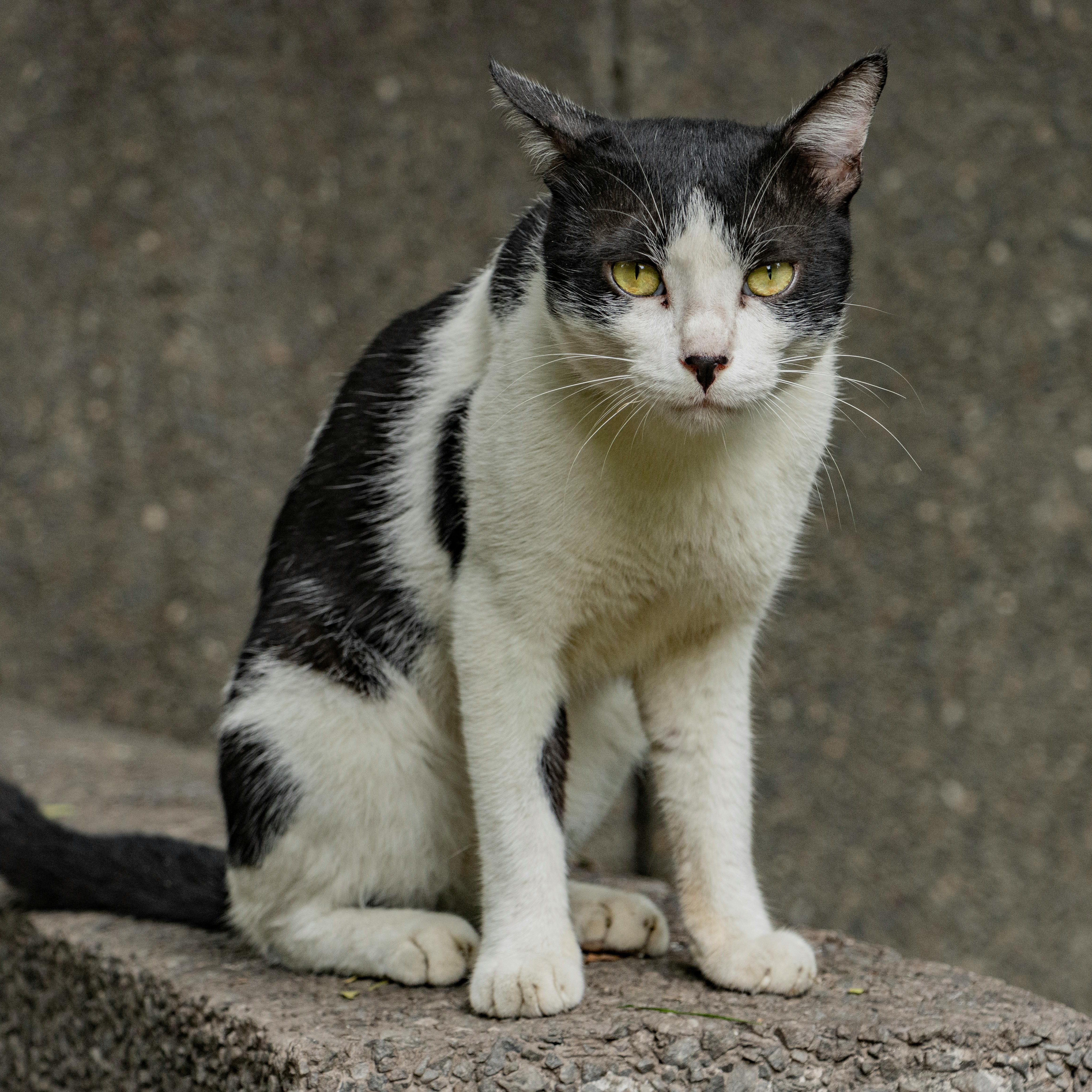 Milo - Gato para adoção